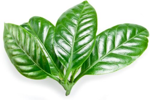 Organic Green Coffee Leaves, Shelf Life : 10-15 Days