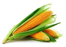 Organic Yellow Maize, Style : Fresh