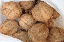 Hard Organic Semi Husked Coconut, Speciality : Freshness