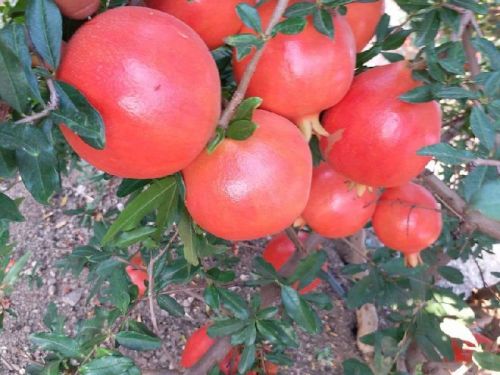 Inorganic Fresh Pomegranates, Variety : Bhagwa