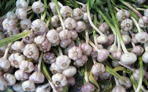 Organic Fresh Garlic