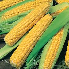 Organic Sweet Corn