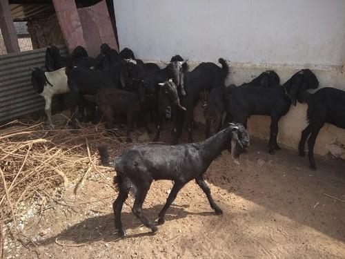 Female Beetal Goat, Color : Black