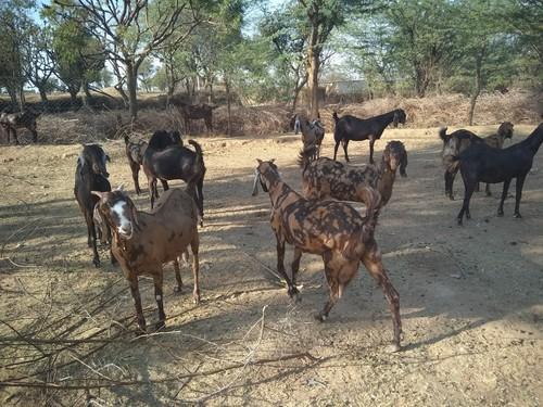 Female Sirohi Goat