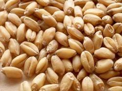 Organic wheat seeds, Packaging Size : 2kg, 1kg, 10kg
