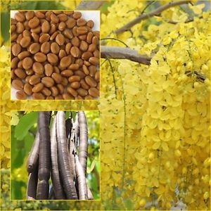 Cassia Fistula, For Pharma Food