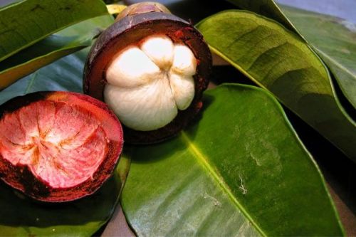 Garcinia Cambogia Fruit, Color : Red