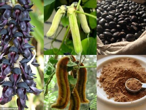 Mucuna Pruriens, For Pharma Food