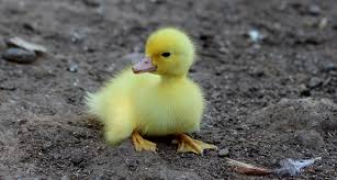 Live Duckling