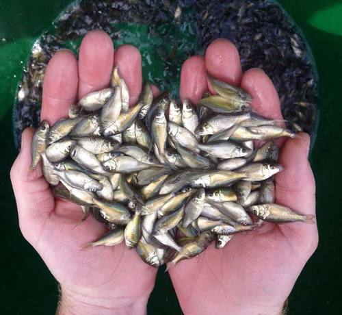 Silver Carp Fish Seeds, Feature : High In Protein