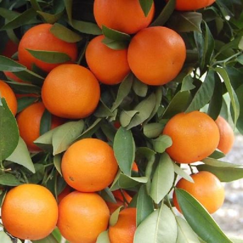 Organic Fresh Kinnow, Variety : Orange Kinnuw Indian Variety