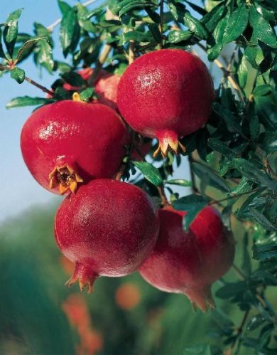 Organic Fresh Pomegranate, Color : Red Yellowish