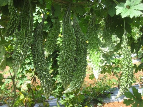 Bitter Gourd Seeds