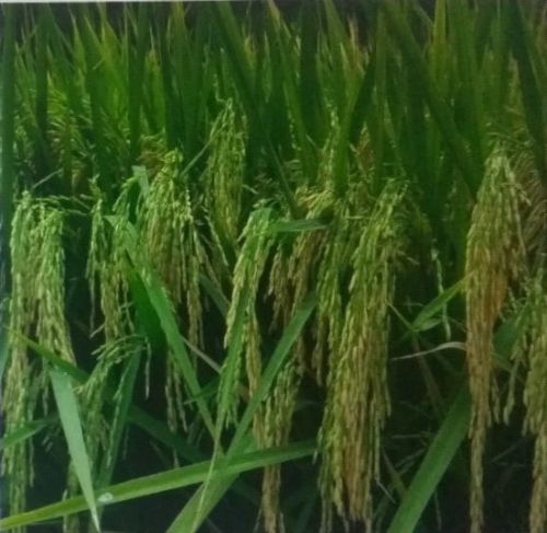 UN 103 F1 Paddy Seeds