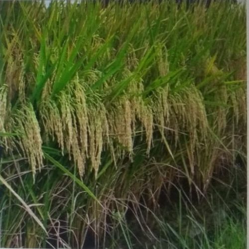 UN 104 F1 Paddy Seeds