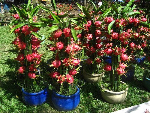 Dragon Fruit Plant