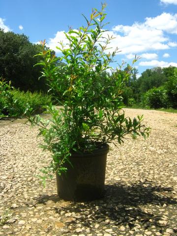 Organic Pomegranate Plant