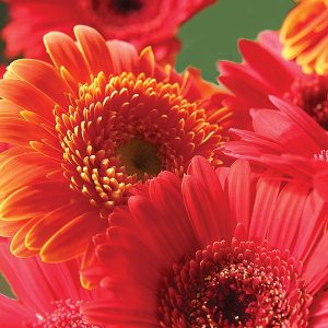 Gerbera Flower