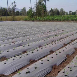 Mulching Paper, Length : 400-800 MTR