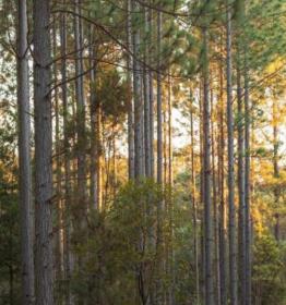 Softwood Logs and Standing Timber