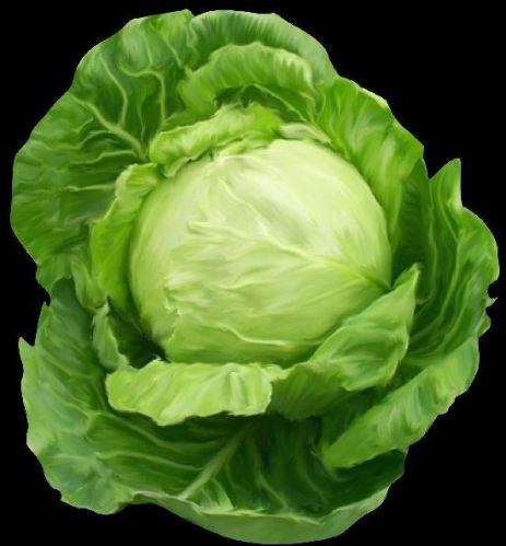 Organic Fresh Cabbage, Color : Green