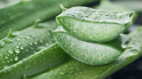 Aloe Vera Leaves, Variety : Medicine Health Care