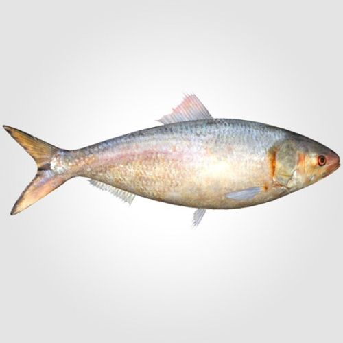 Hilsa Fish