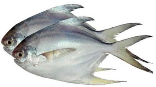 Silver Pomfret Fish