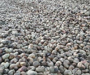 Raw Cashew Nuts, Application : Human Consumption