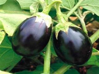 Brinjal, Shelf Life : 15 Days