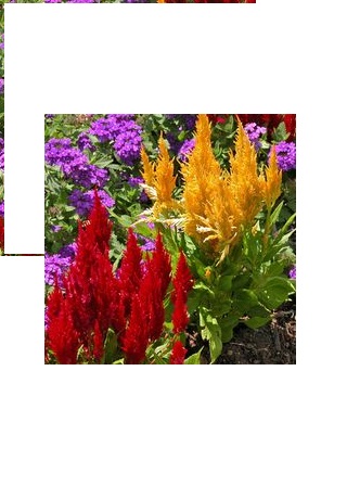 Celosia