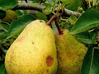 Pear