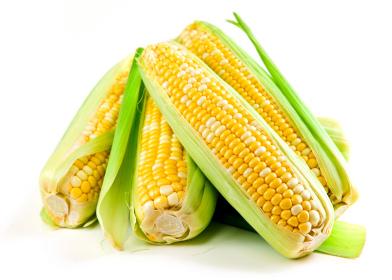 Yellow Corn Maize, Style : Dried