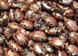 Common Organic Castor Bean Seeds, Packaging Type : PP Bags