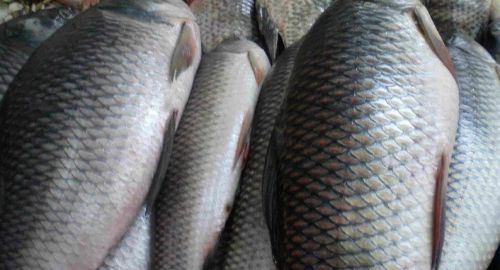 Frozen Rohu Fish, Shape : Block