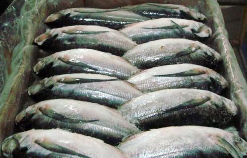 Frozen Sardine Fish, Certification : HACCP, Packaging Type : Carton