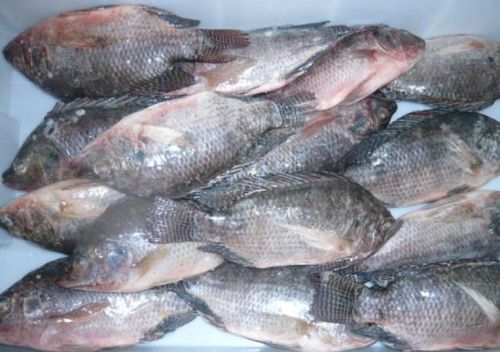 Frozen tilapia fish, Certification : HACCP, Packaging Type : Cartons