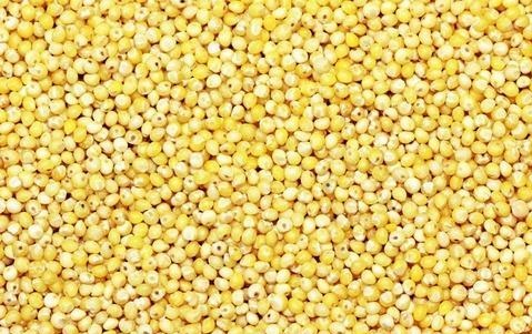 Raw Common Organic millet seeds, Packaging Type : Yellow