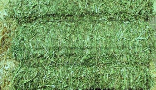 Organic Alfalfa Hay/ Alfalfa Pellets