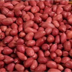 Groundnut