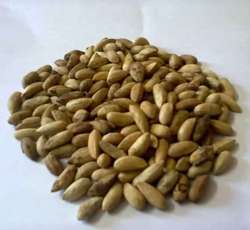 Neem seeds, Purity : 99.9% for Medicine, Cosmetic, Cultivation