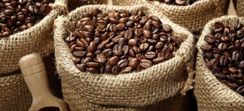 Cocoa beans, Certification : ISO, Packaging Type : BULK