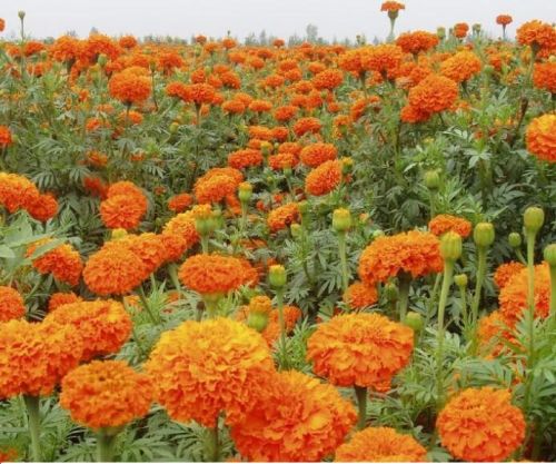 F1 HYBRID FLOWER SEEDS FOR SOWING