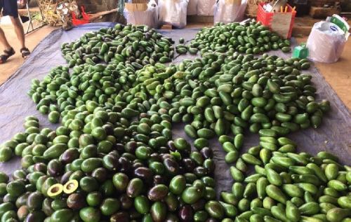 Fresh avocado, Packaging Type : Paper Box