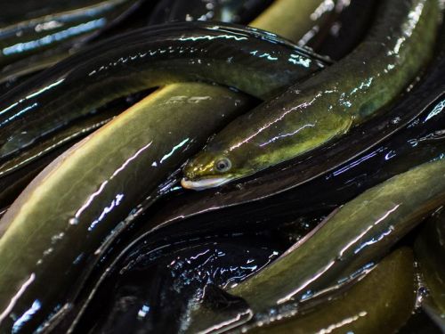 High Quality Fresh Water Eel Fish, Packaging Type : BULK