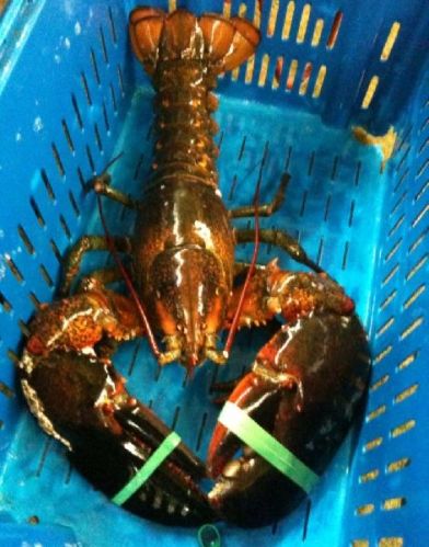 Lobster, Packaging Type : BULK