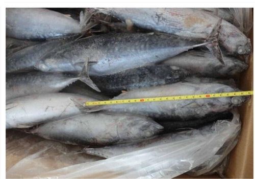 Sardine Fish, Certification : ISO, Packaging Type : BULK