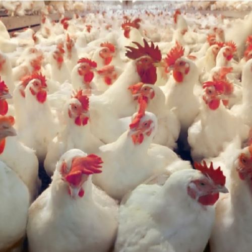Supplier Frozen Whole Chickens