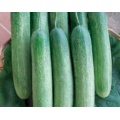 Cucumber Seed