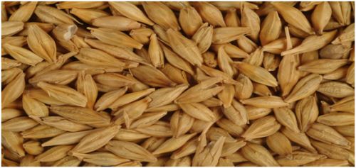 Barley, Feature : High In Protein